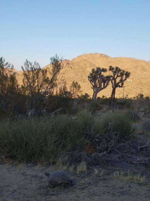 Steph'S Panorama Paradise-Nat'L Park Minutes Away Joshua Tree Exterior foto